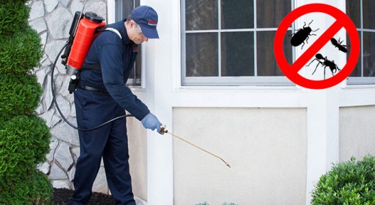 Alucra Kemirgen İlaçlama böcek ilaçlama ve haşere kontrolü — ilaclama-tr.com